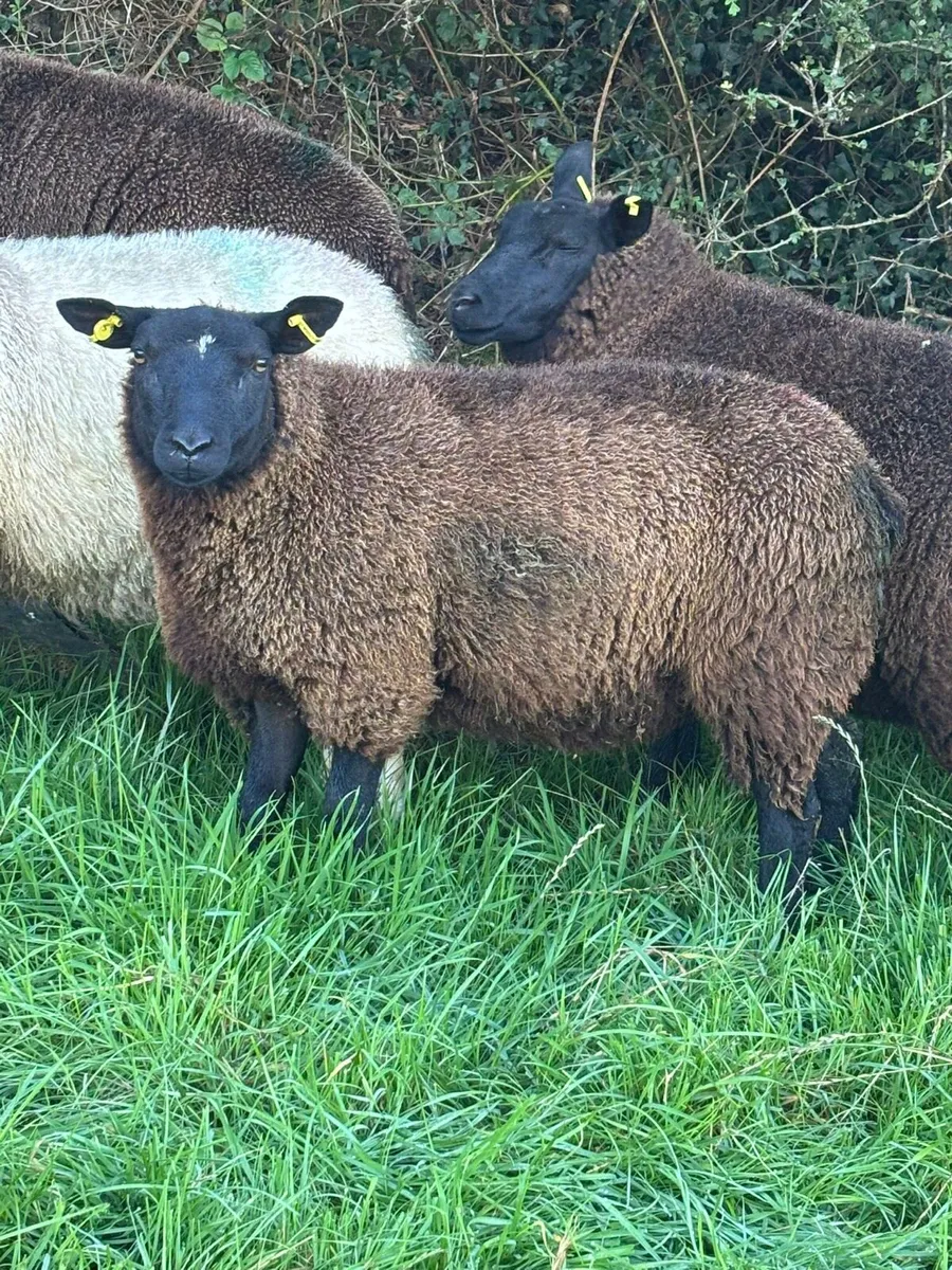 Black Ewe lambs - Image 2