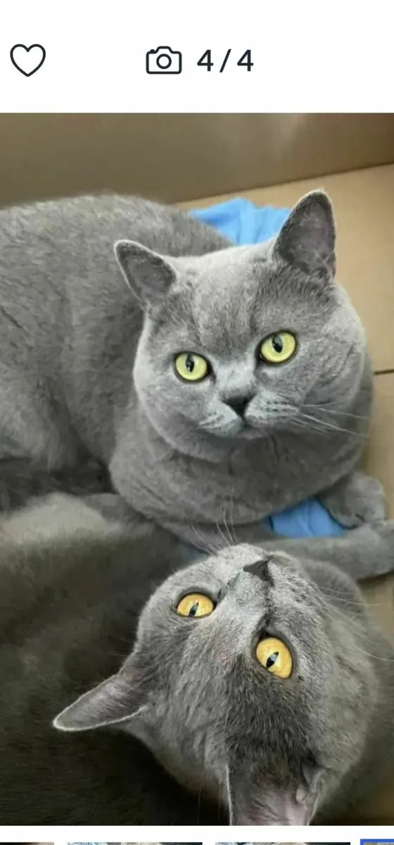 British shorthair kitten - Image 4