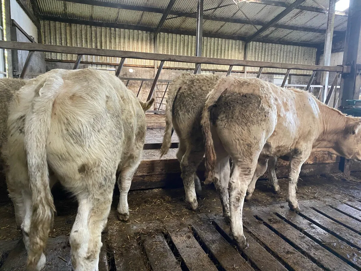 12 super bull weanlings - Image 1
