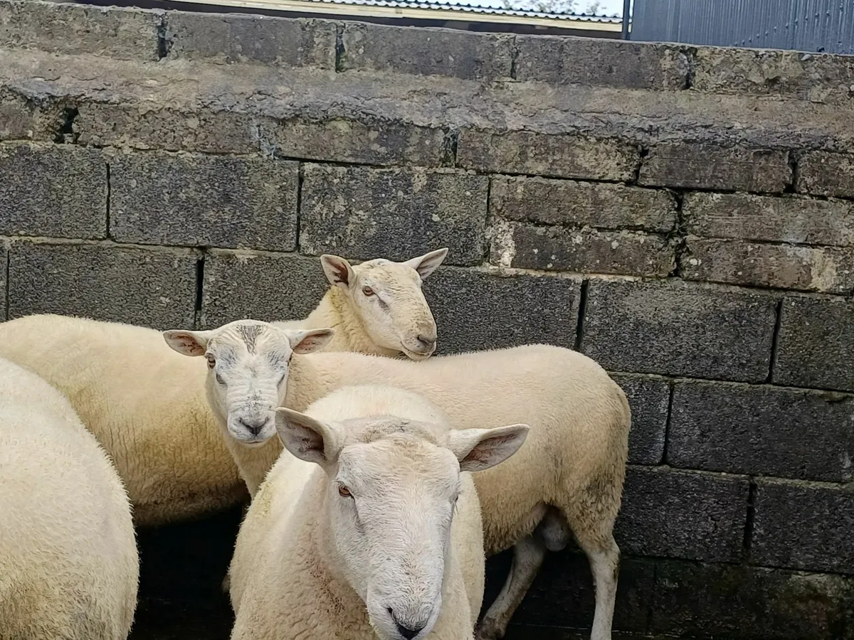 Hogget Rams - Image 2