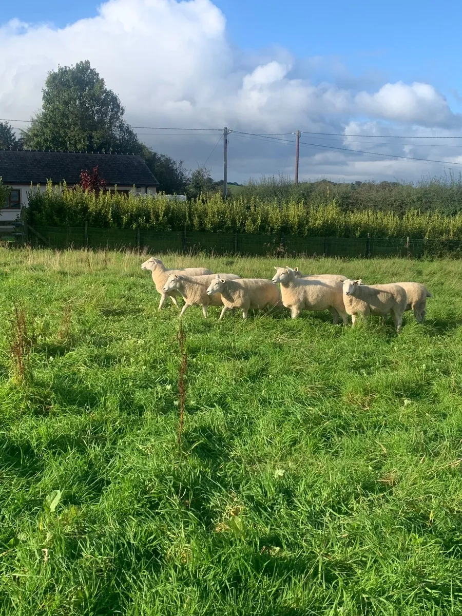 PB Lleyn sheep ( Ewe Hoggets ) - Image 2