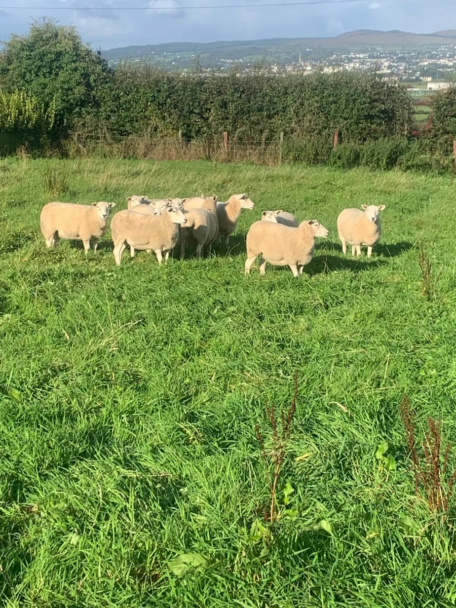 PB Lleyn sheep ( Ewe Hoggets ) - Image 3