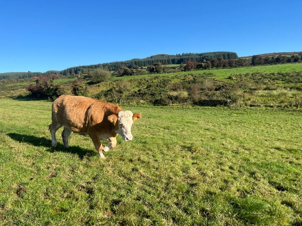 Incalf  fleckvieh heifer - Image 1