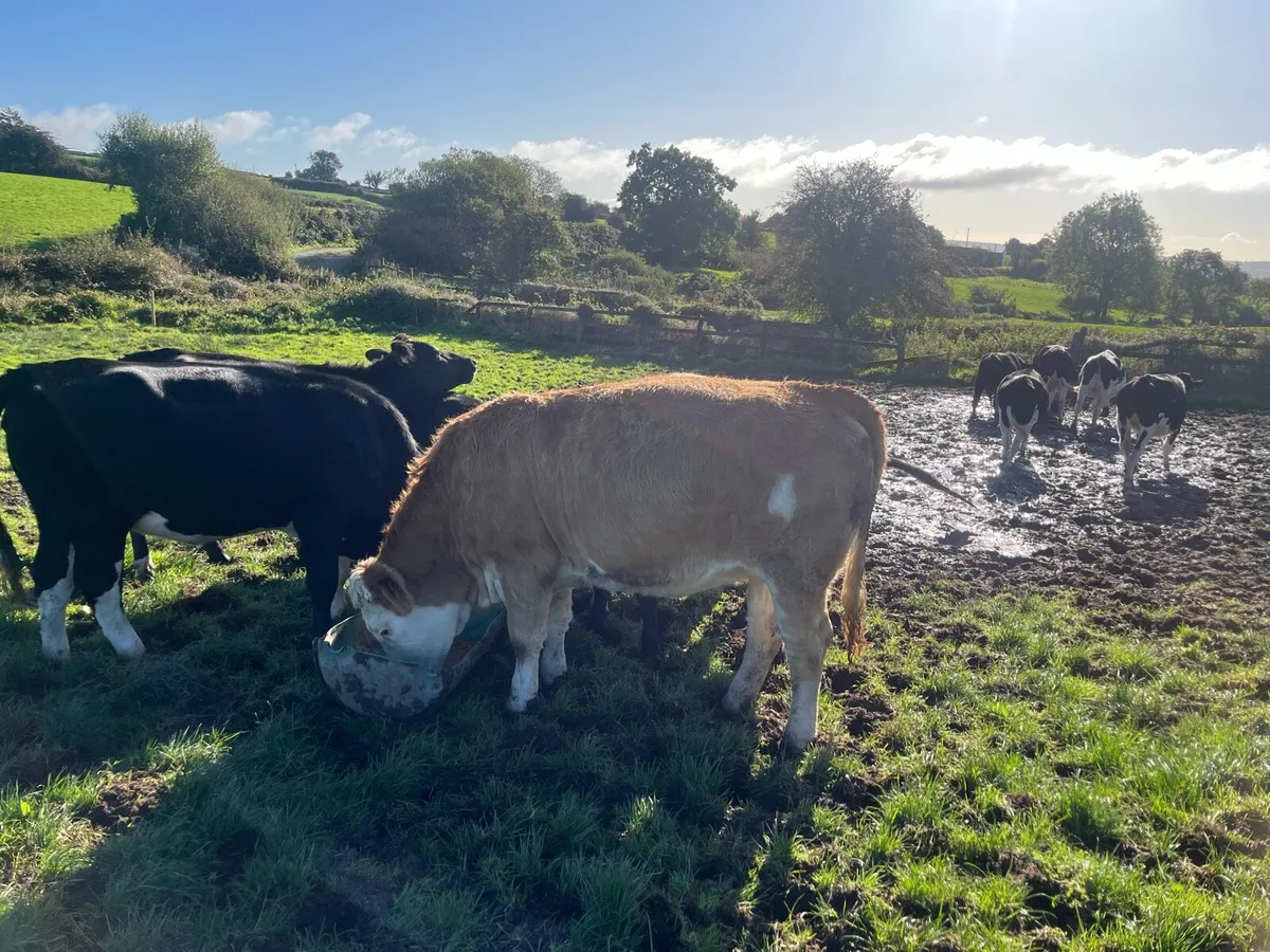 Incalf  fleckvieh heifer - Image 3