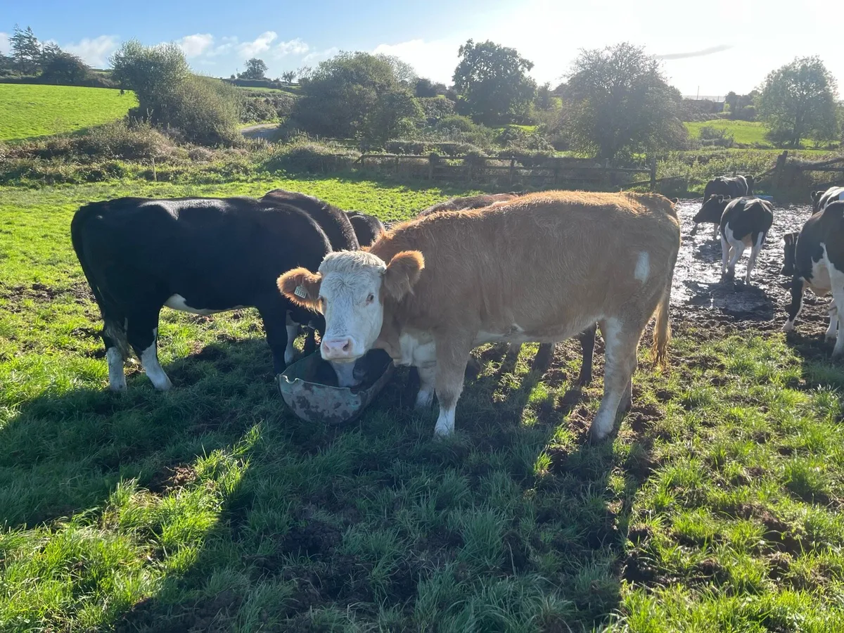 Incalf  fleckvieh heifer - Image 4