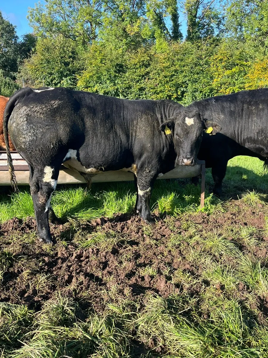 Weanling Bulls - Image 1