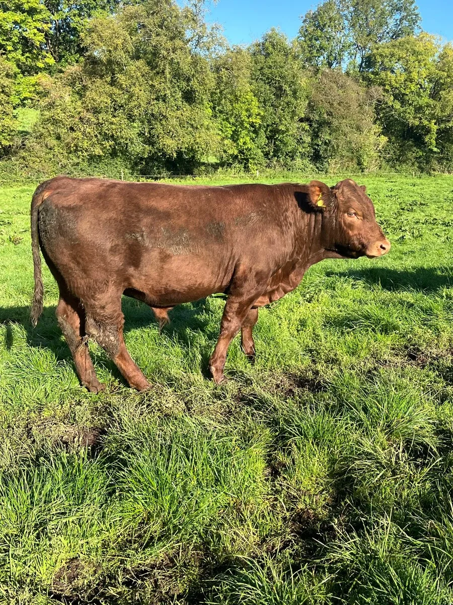 Weanling Bulls - Image 2