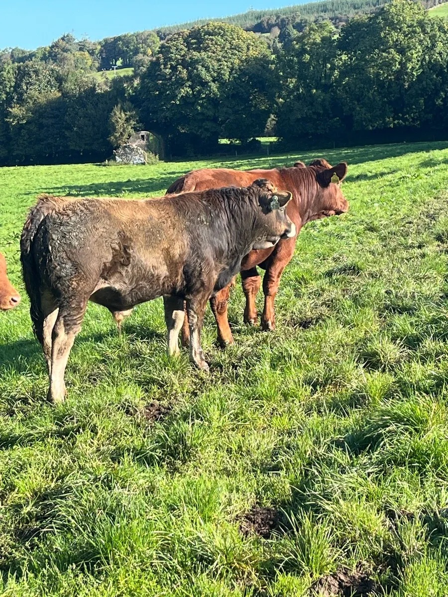 Weanling Bulls - Image 3