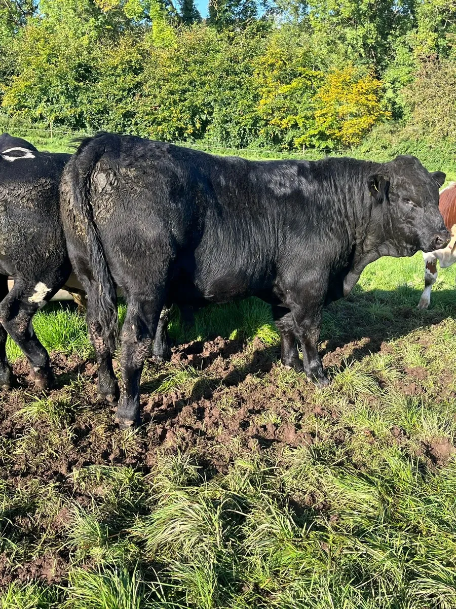 Weanling Bulls - Image 4