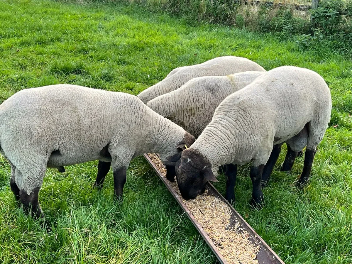 Suffolk rams - Image 3
