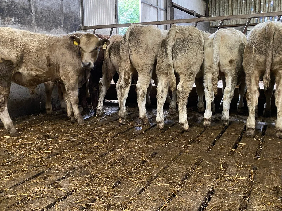 12 super bull weanlings - Image 2
