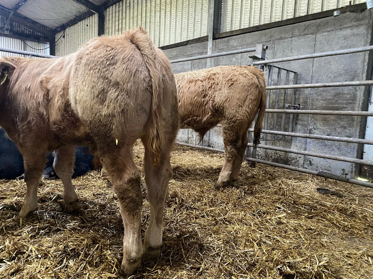 12 super bull weanlings - Image 3