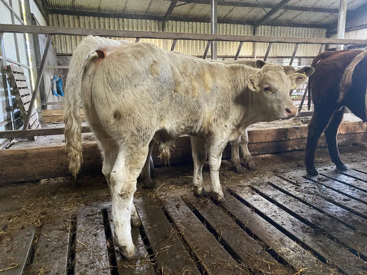 12 super bull weanlings - Image 4