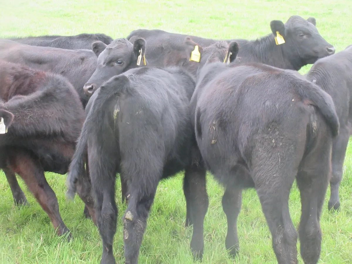 25 aberdeen angus heifer weanlings - Image 2