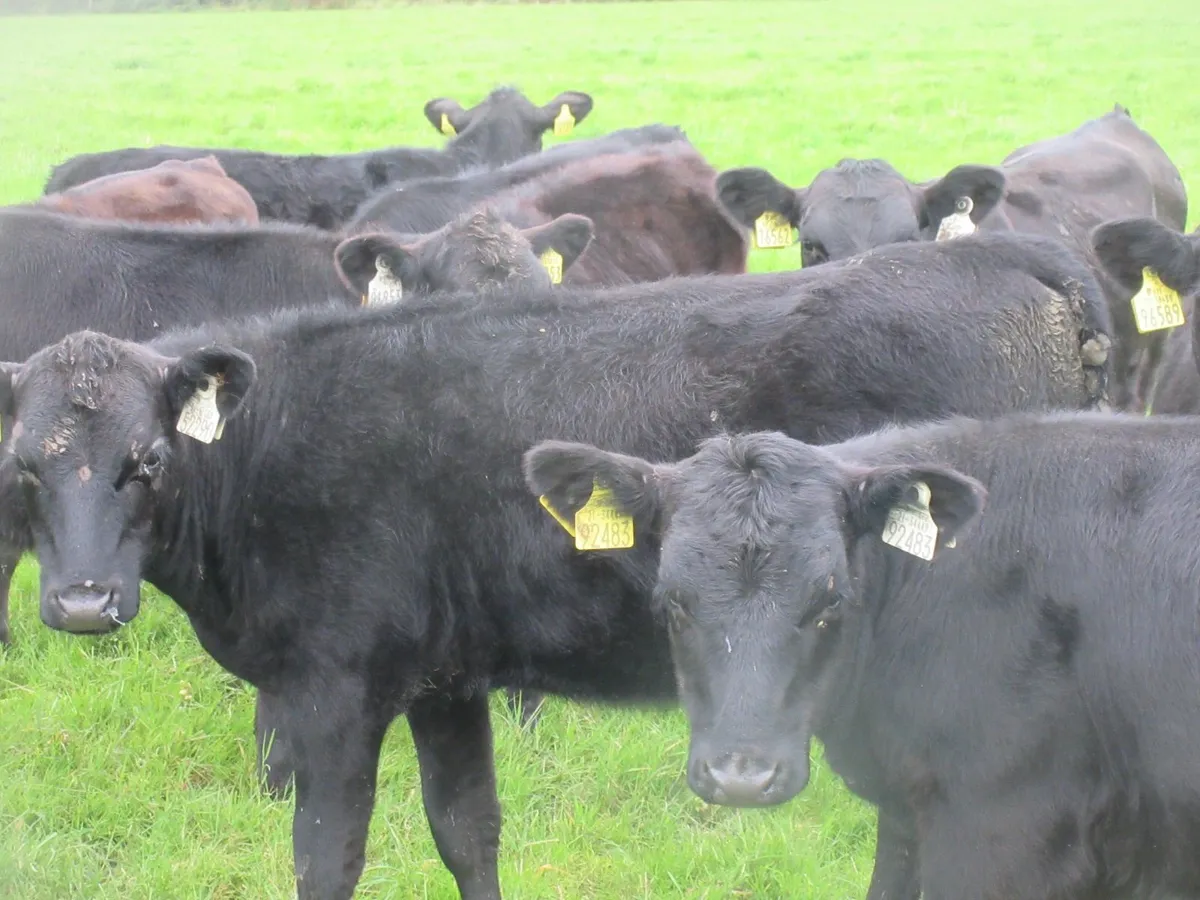 25 aberdeen angus heifer weanlings - Image 3