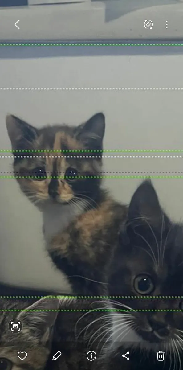 Kittens - Image 1