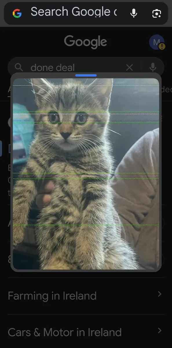 Kittens - Image 2