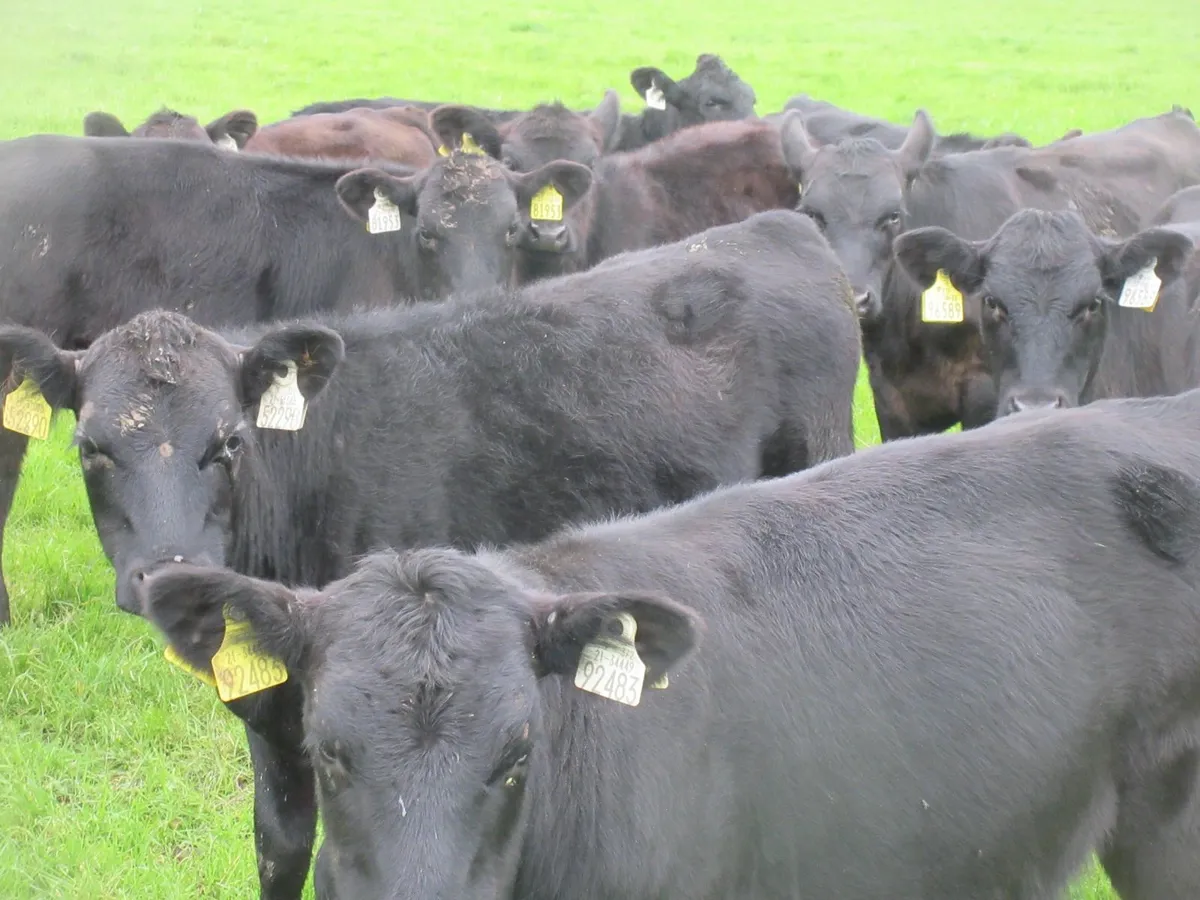 25 aberdeen angus heifer weanlings - Image 4