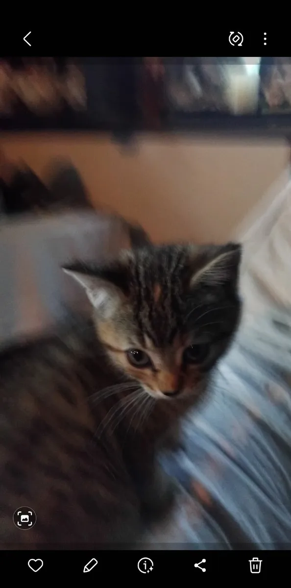 Kittens - Image 3