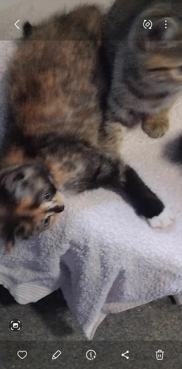 Kittens - Image 4