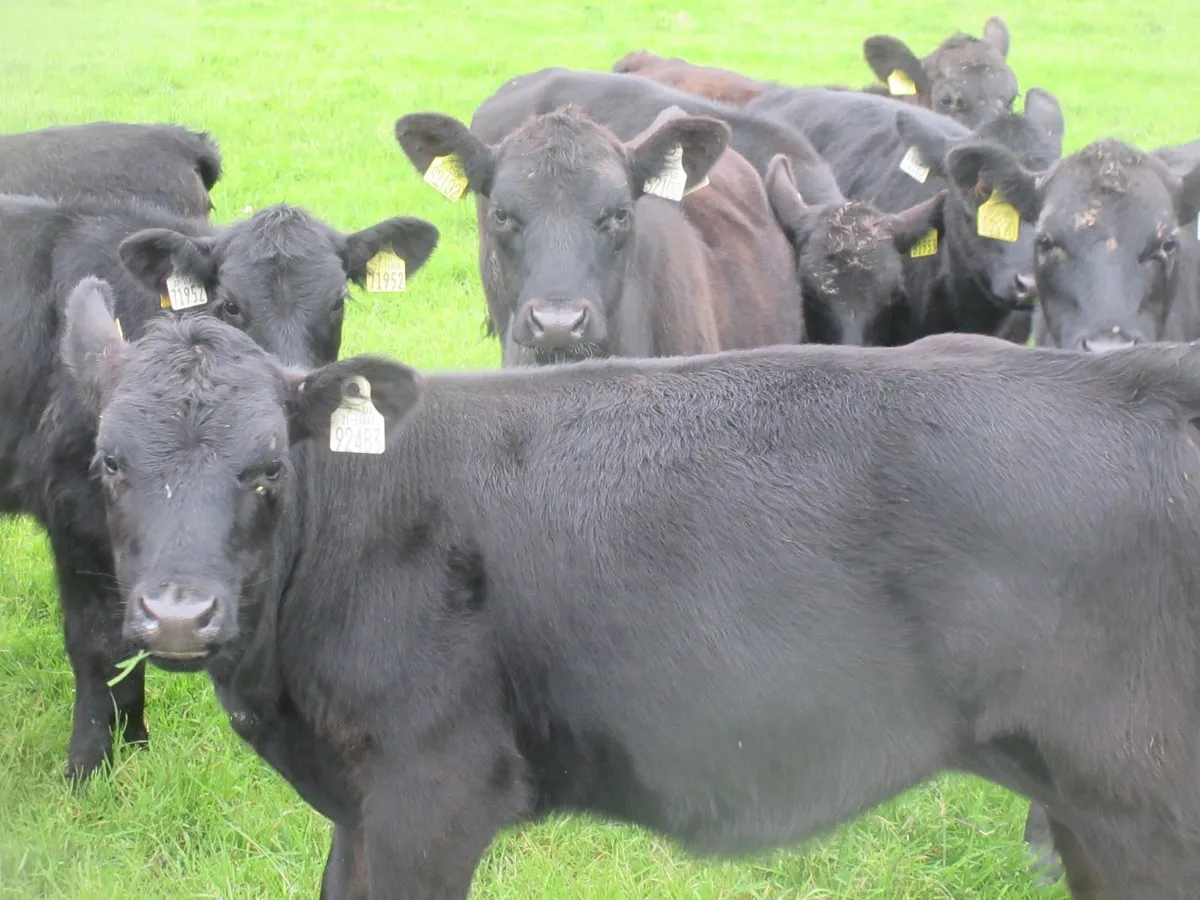 25 aberdeen angus heifer weanlings - Image 1