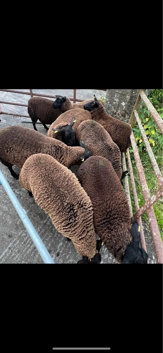 Black Ewe lambs - Image 4