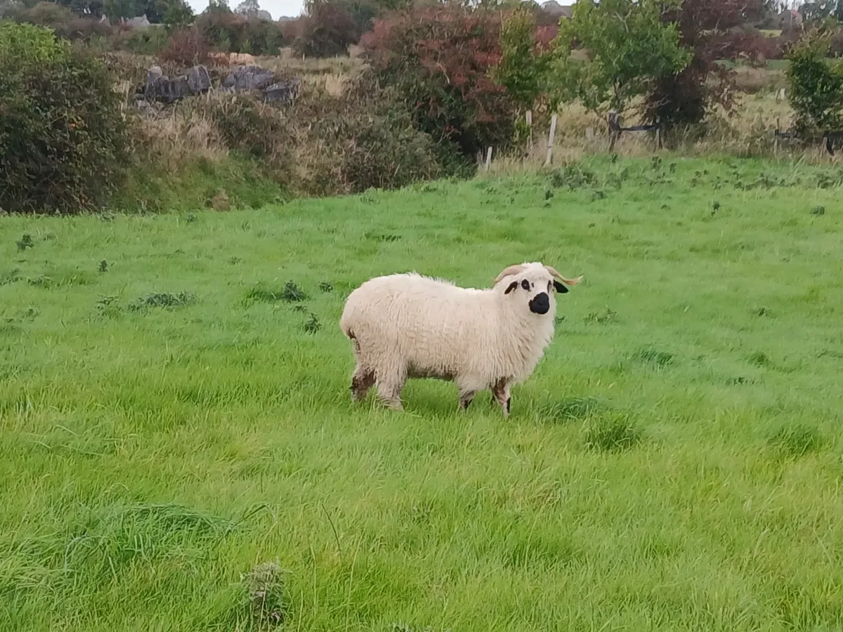 Valais blacknose hogget ewes - Image 2