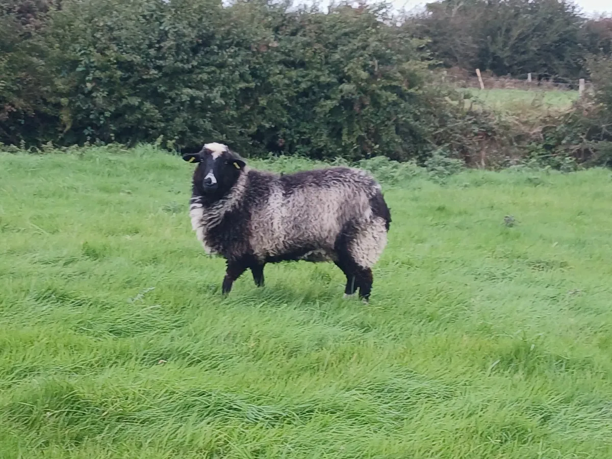Valais blacknose hogget ewes - Image 3