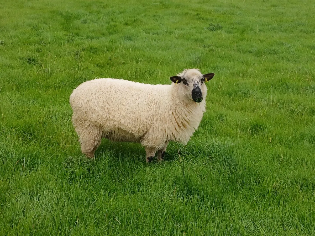 Valais blacknose hogget ewes - Image 4
