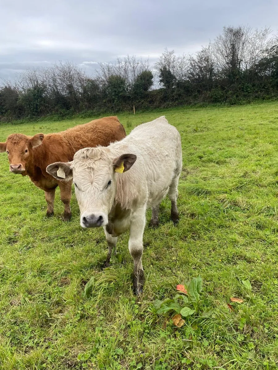 Organic heifers - Image 1