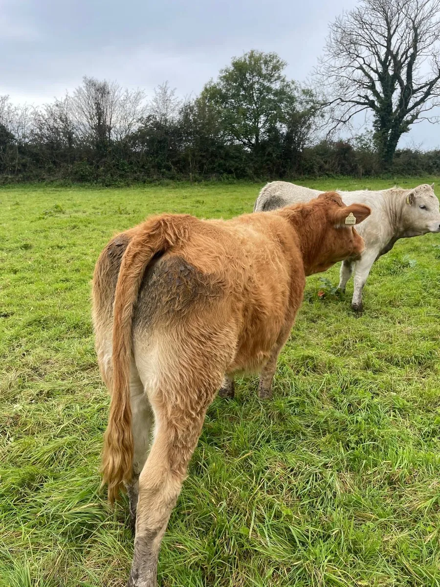 Organic heifers - Image 2