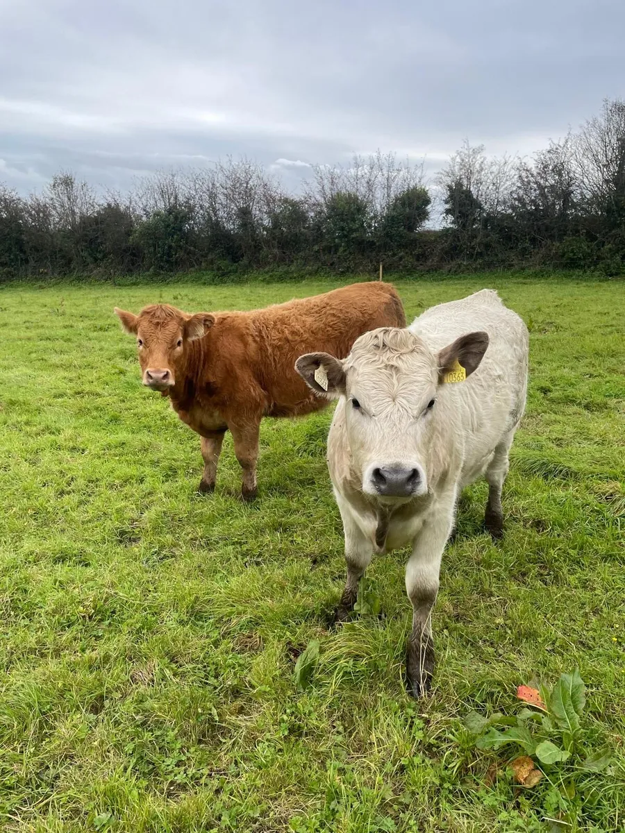 Organic heifers - Image 3