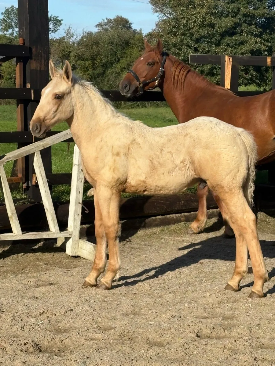 Full Irish draught colt palomino - Image 1