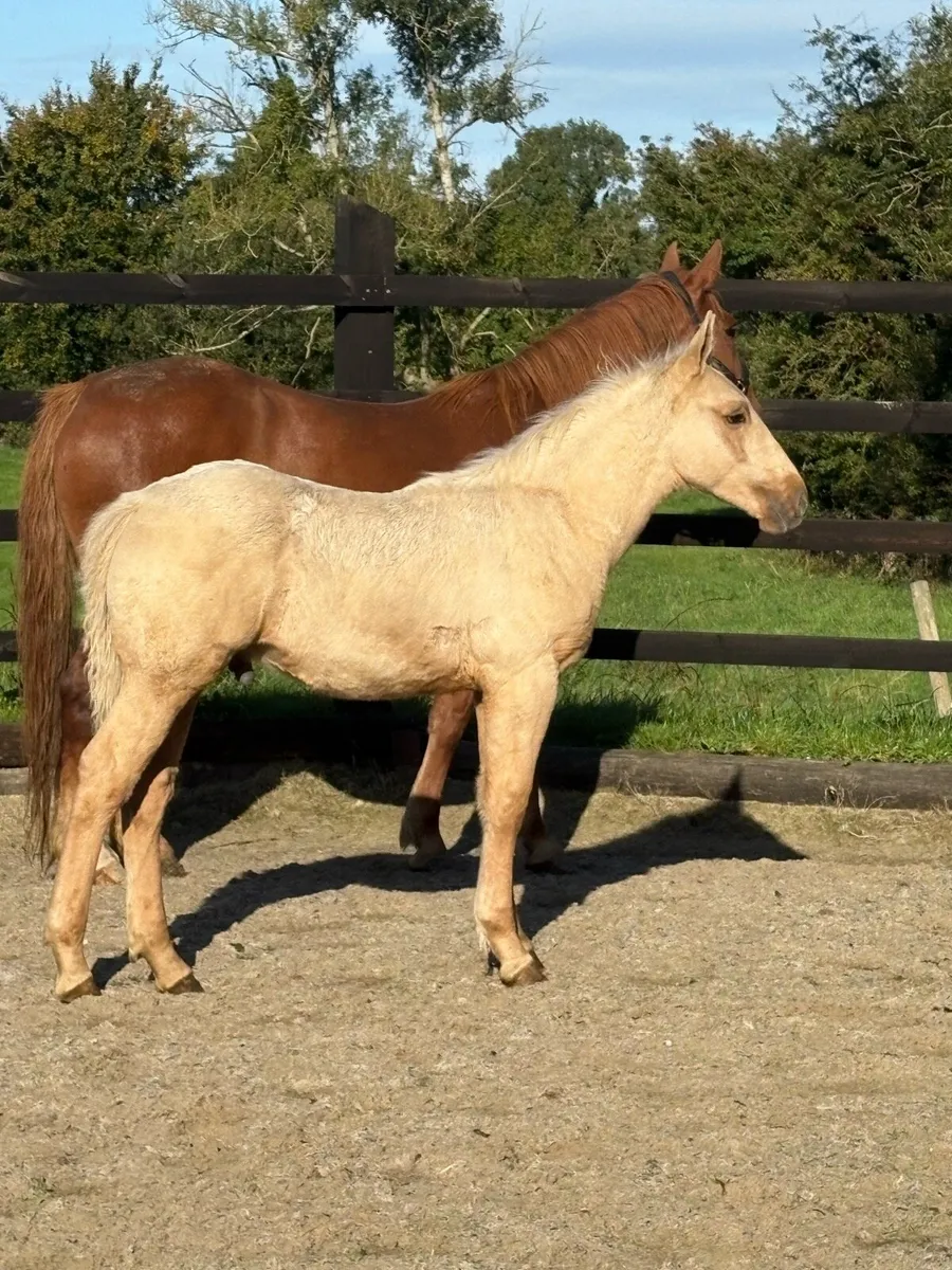 Full Irish draught colt palomino - Image 2