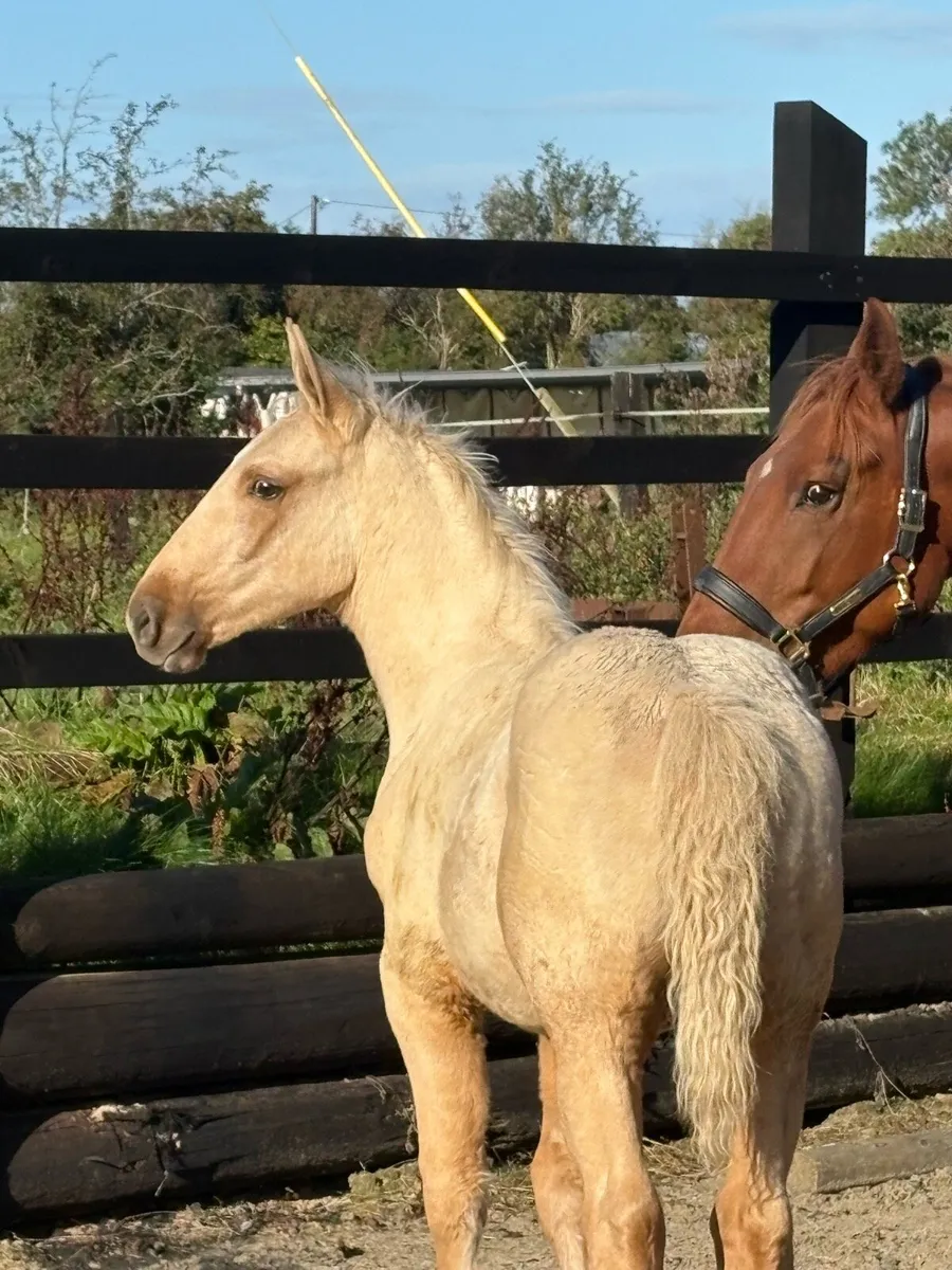 Full Irish draught colt palomino - Image 3
