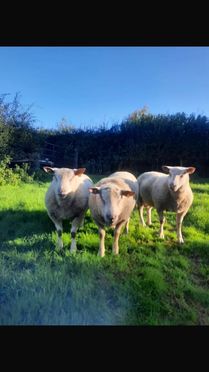 Hogget Rams - Image 1