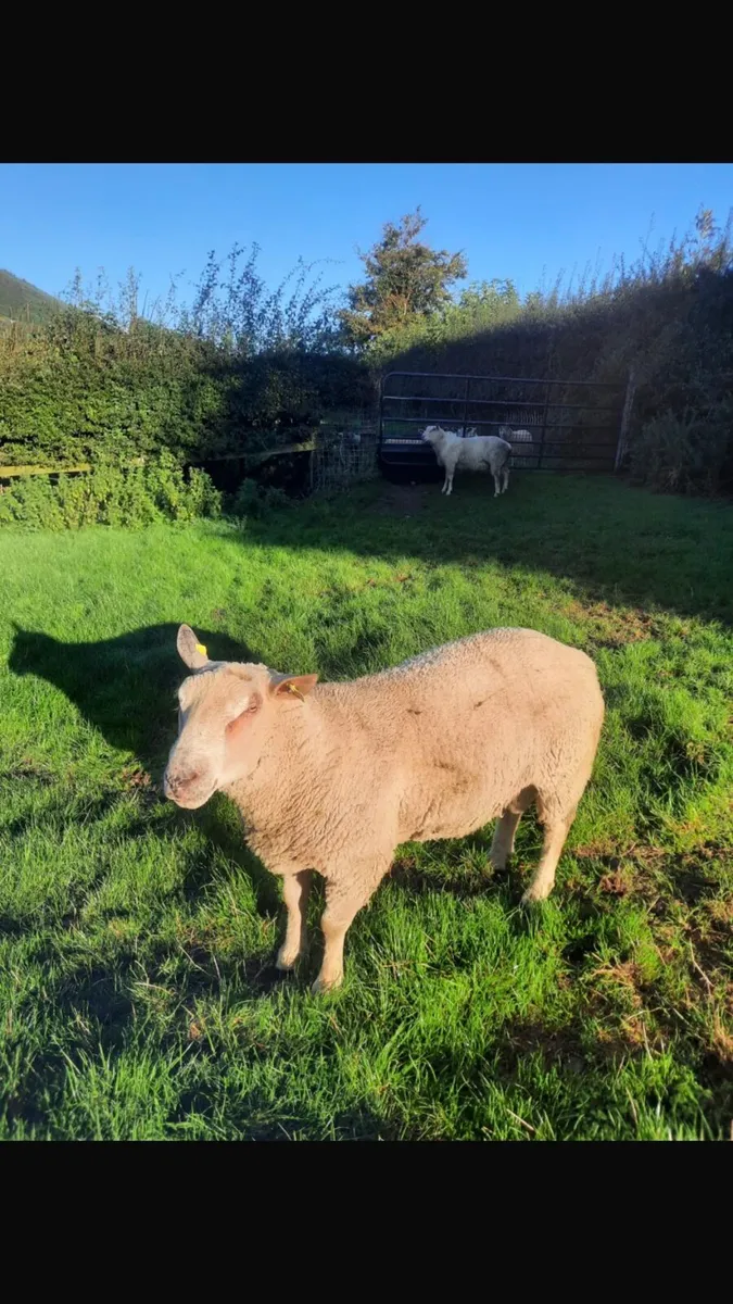 Hogget Rams - Image 2