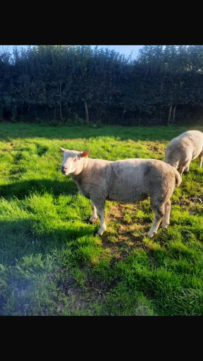 Hogget Rams - Image 3