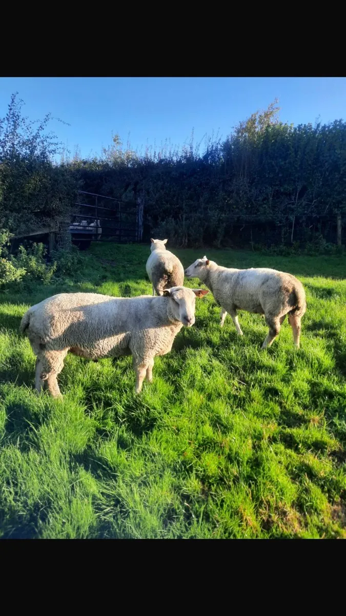 Hogget Rams - Image 4