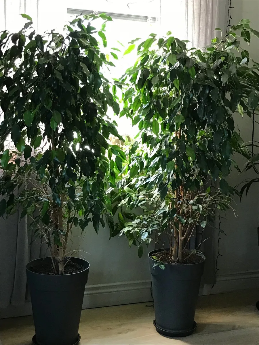 Fig plant indoor - Image 1