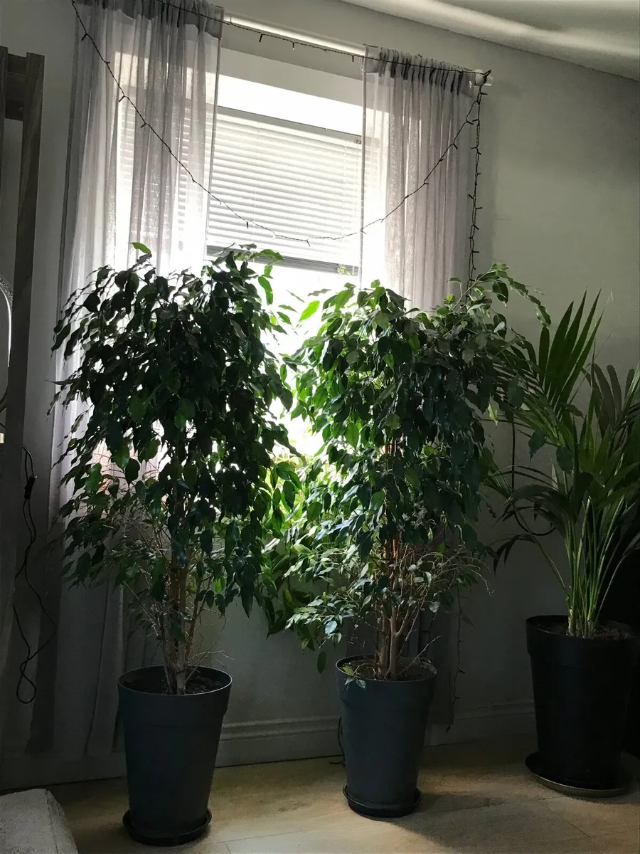 Fig plant indoor - Image 2