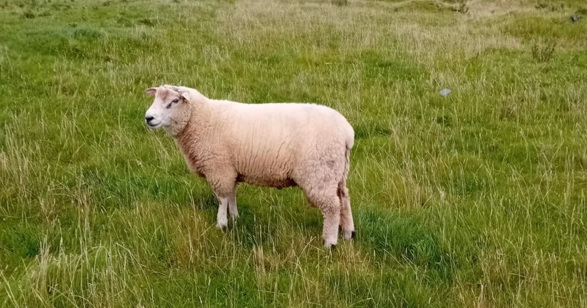 Galway Hoggett Ram - Image 3