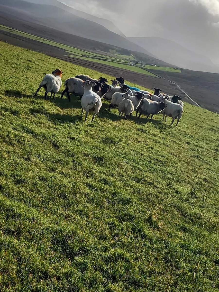 Aged ewes - Image 1