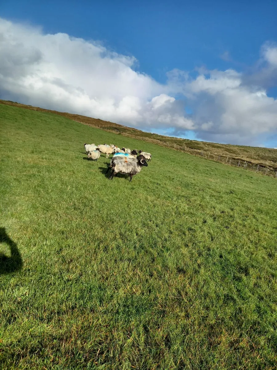 Aged ewes - Image 2
