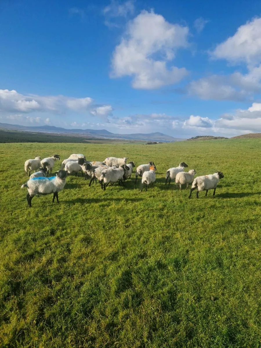 Aged ewes - Image 3