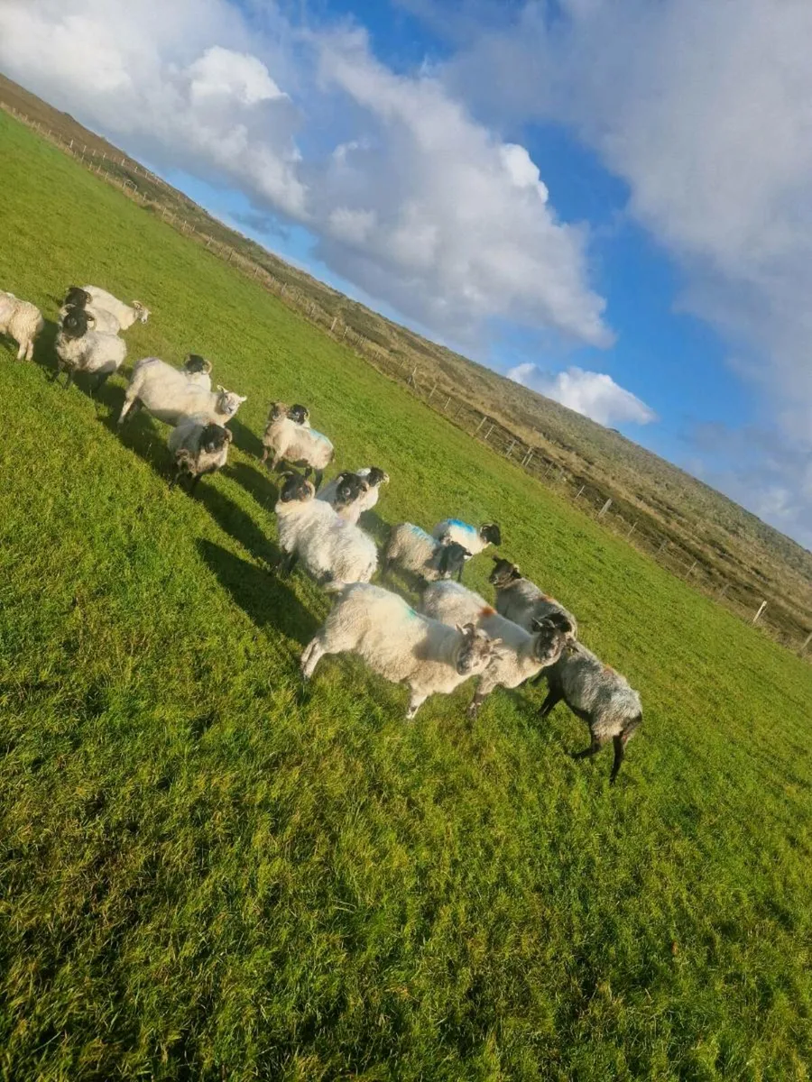 Aged ewes - Image 4