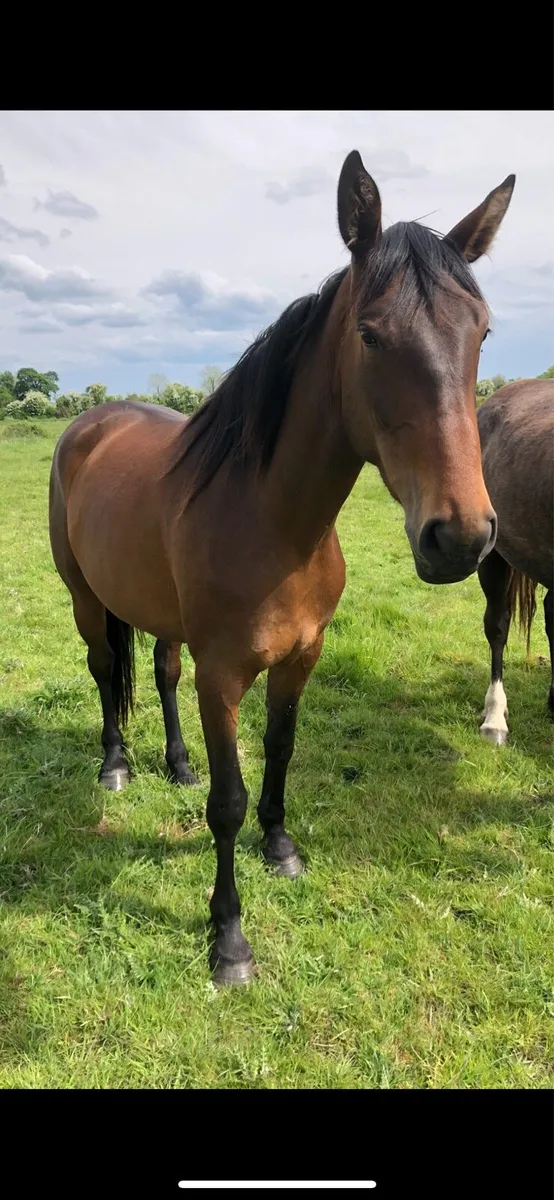 Horse - Image 1