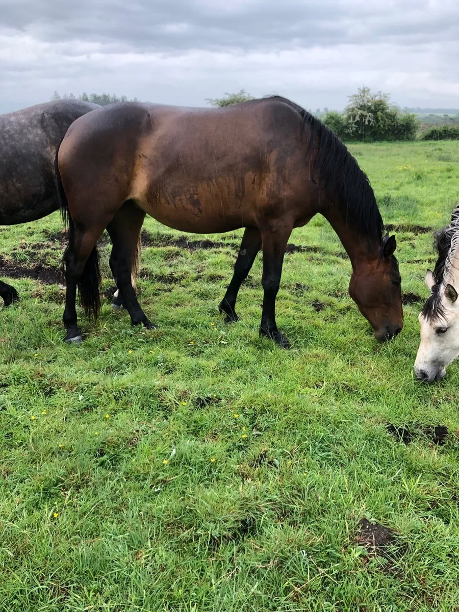 Horse - Image 2