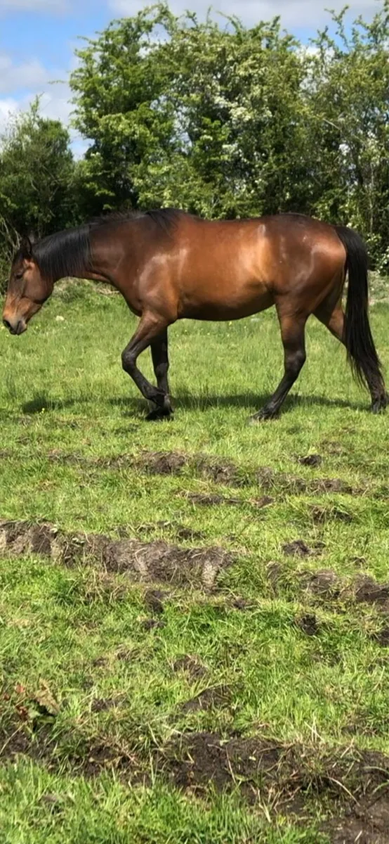 Horse - Image 3