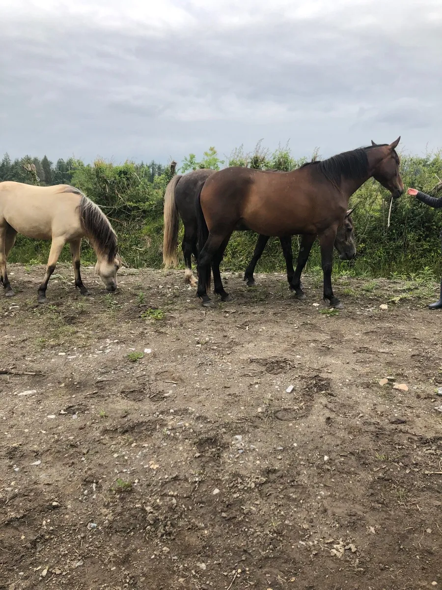 Horse - Image 4
